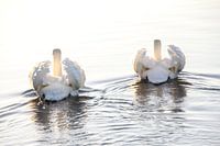 Swans in sunlight