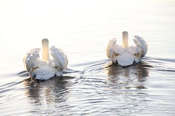 Schwäne im Sonnenlicht