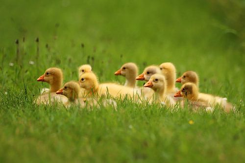 10 kleine gansjes