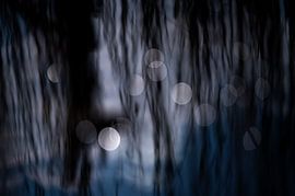 mystische Lichter von Arienne Mol