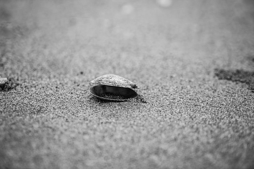 Mussel by Fotoverliebt - Julia Schiffers