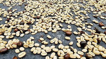 Grains de café séchés au soleil sur neonartroom