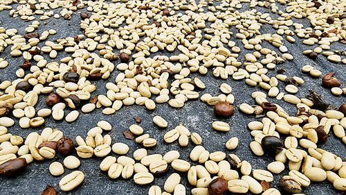 Sun-Dried Coffee Beans
