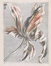 Romantische tulp van Vintage en botanische Prenten thumbnail