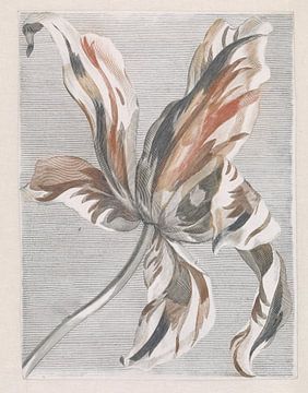 Tulipe romantique