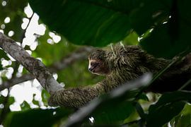 Faultiere - Das Symbol der Ruhe in Costa Ricas Nationalparks