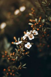 At The Wayside No 2 sur Treechild