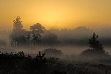 Ochtend Licht van Willem van Leuveren Fotografie