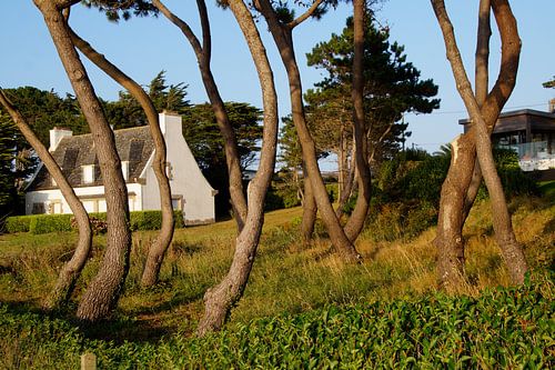 white house in evening light between tree writhing