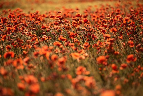 Mohnblumen - Feurig rot