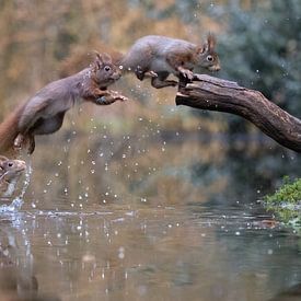 Jumping squirrels by sjaak vogel