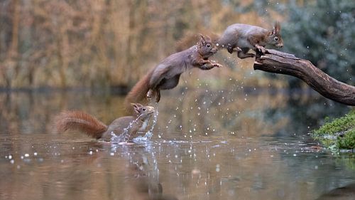 Jumping squirrels