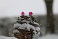 bloem, sneeuw, plant, buiten, paars, groen