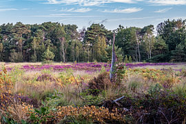 La lande de Kalmhout sur fotografiebiezen