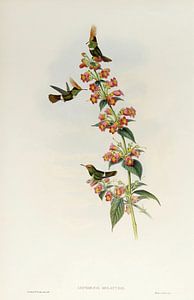 Kokette Hummingbird, John Gould sur Teylers Museum