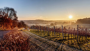 Sonnenaufgang Weinberg Dodeman