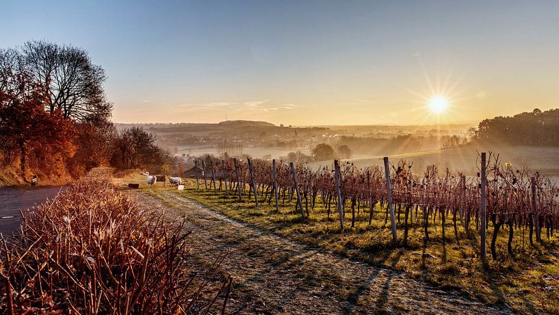 Sonnenaufgang Weinberg Dodeman von Rob Boon