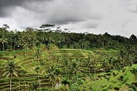 Threatening skies on the terraces of Tegallalang