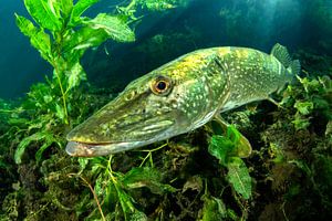 Close-up of a pike