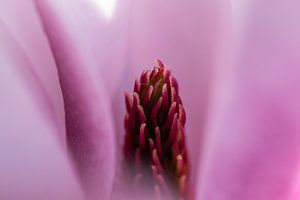 Nahaufnahme Magnolie