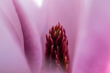 Gros plan, magnolia