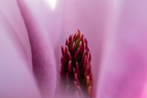 Close-up Magnolia