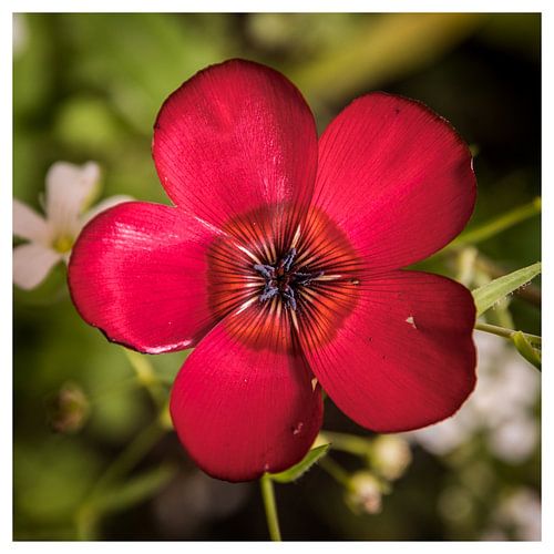 Bloemen in het vierkant