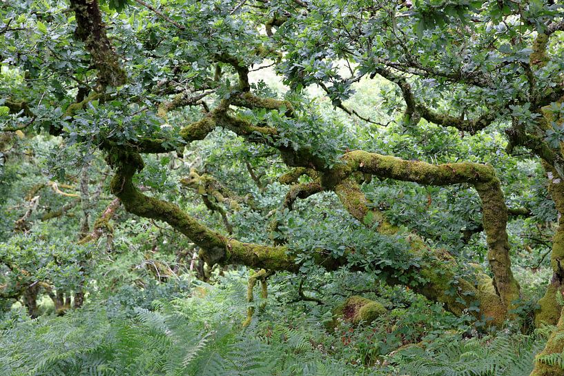 Wistman&#039;s Wood 3 von Ralph Jongejan