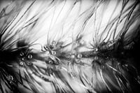 Macro Grass