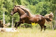 Paard in een groene omgeving van Yvette Baur thumbnail