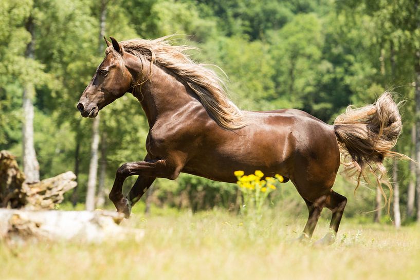 Paard in een groene omgeving van Yvette Baur
