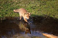 fox