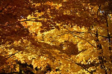 Maple leaf in autumn by Claude Laprise