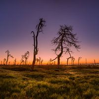 Skeleton trees at sunrise