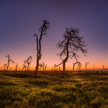 Skeletbomen bij zonsopgang van Photowski