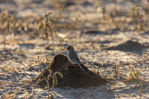 Jouer dans le sable