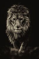 Le lion pensant