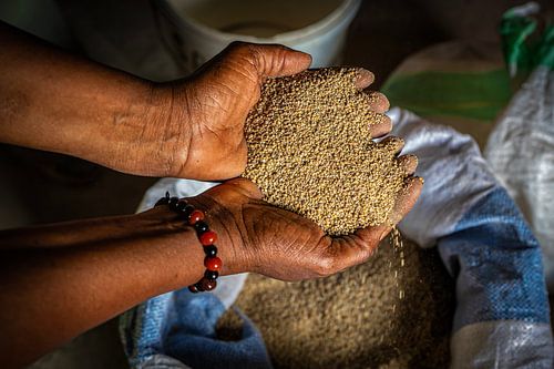 Graankorrels van jacky weckx