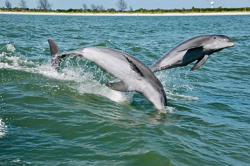 Jumping dolphins