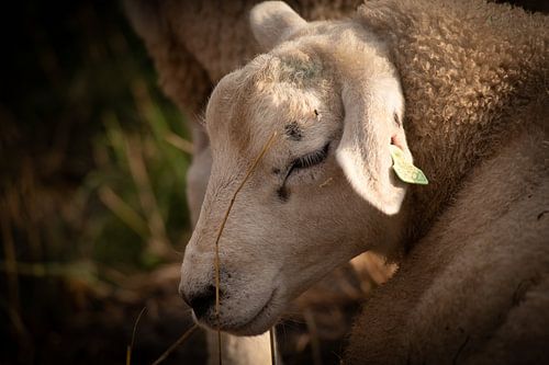 Een schaap van dichtbij