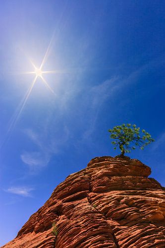 Een Pijnboom in Zion National Park, Utah