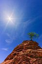 Pinyon Pine Baum im Zion N.P. von Henk Meijer Photography Miniaturansicht