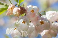 Lente