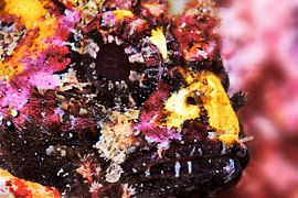 UNDERWATER ART - SCORPAENA by LISA DC