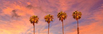 Zonsondergang met palmbomen | Panorama van Melanie Viola