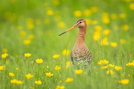Grutto steckt seinen Kopf aus den Butterblumen. von Jeroen Stel