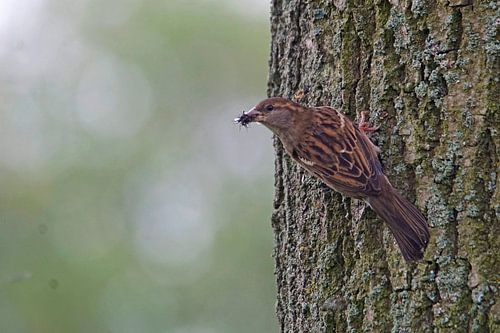 Huismus doet boomkruiper na