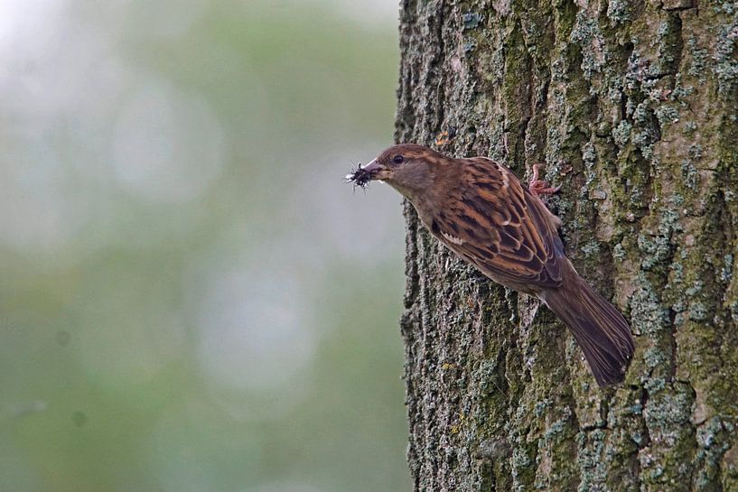 Huismus doet boomkruiper na von Gerjan Petter