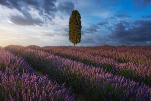 Lavendelvelden en cipressen bij zonsondergang. Toscane van Stefano Orazzini