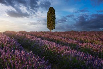 Lavendelvelden en cipressen bij zonsondergang. Toscane